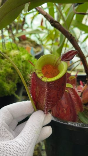 N. ampullaria ‘Lime Twist’: BE-3390 LARGE