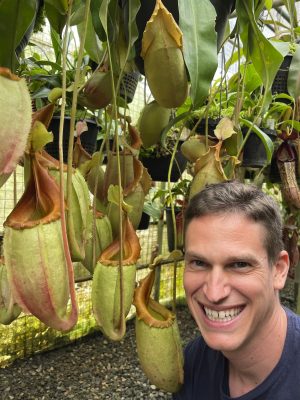 N. veitchii x mira – best selected clone: BE-3892