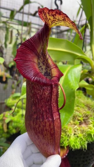 Nepenthes singalana x (burbidgeae x edwardsiana) BE 3984