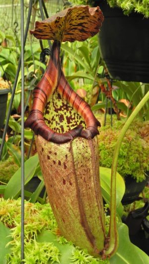 N. burbidgeae x robcantleyi – selected clone: BE-4038