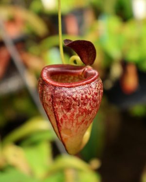 N. tenuis - best selected clone from cuttings: BE-4049