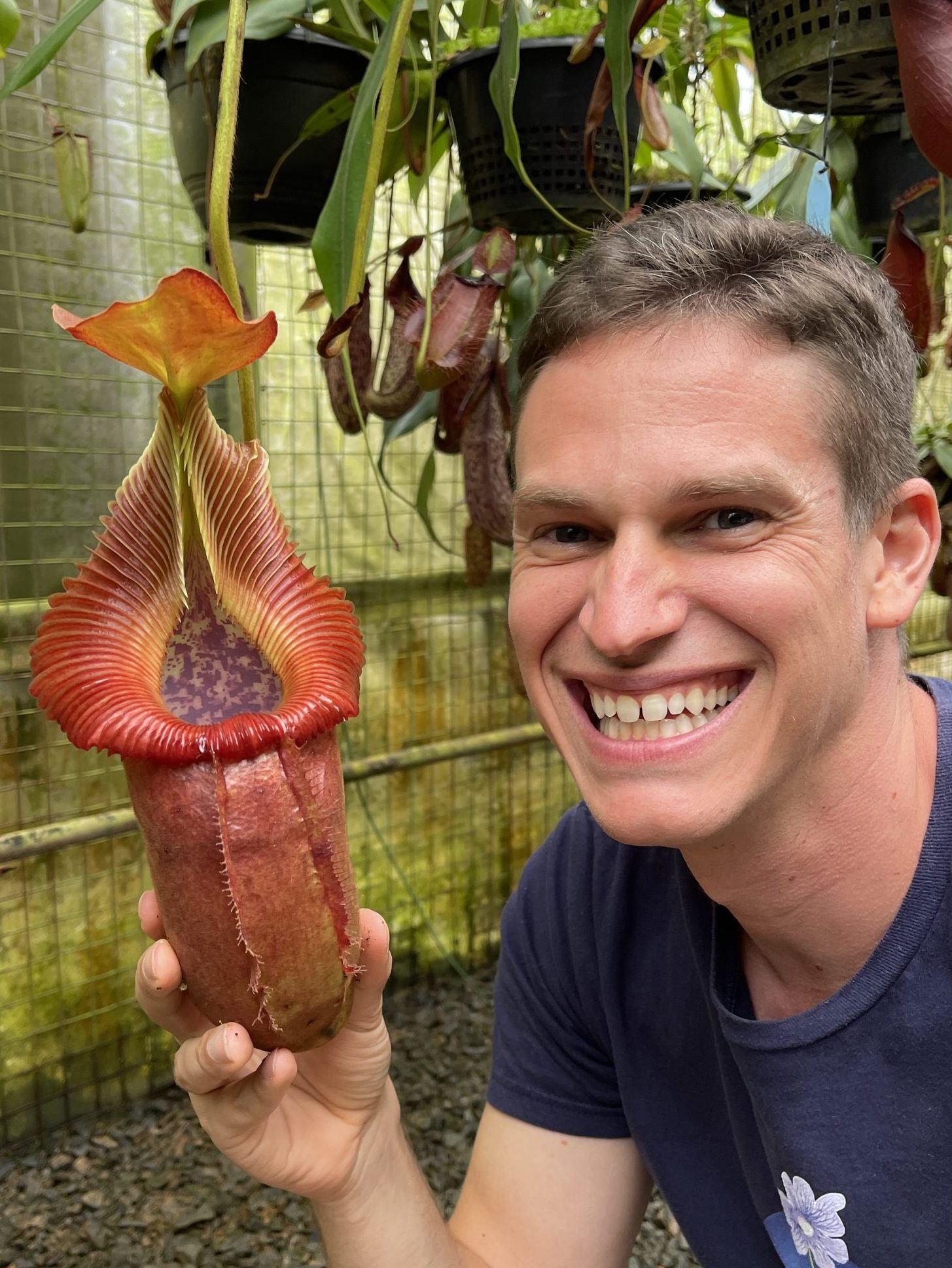 N. villosa x robcantleyi – assorted clones: BE-4079