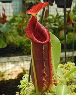 N. spathulata x lowii – assorted clones:BE-4517