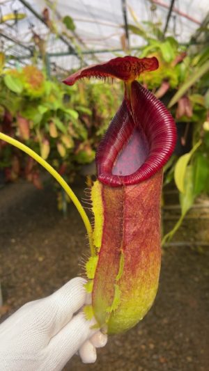 N. spathulata x lowii: BE-4517