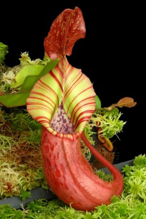N. (veitchii x platychila) x veitchii – selected clone: BE-4623 for sale