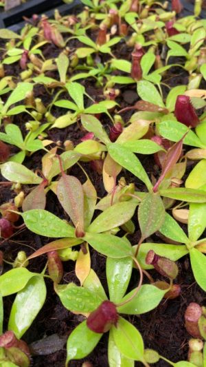 N. sibuyanensis x ephippiata : BE-4644