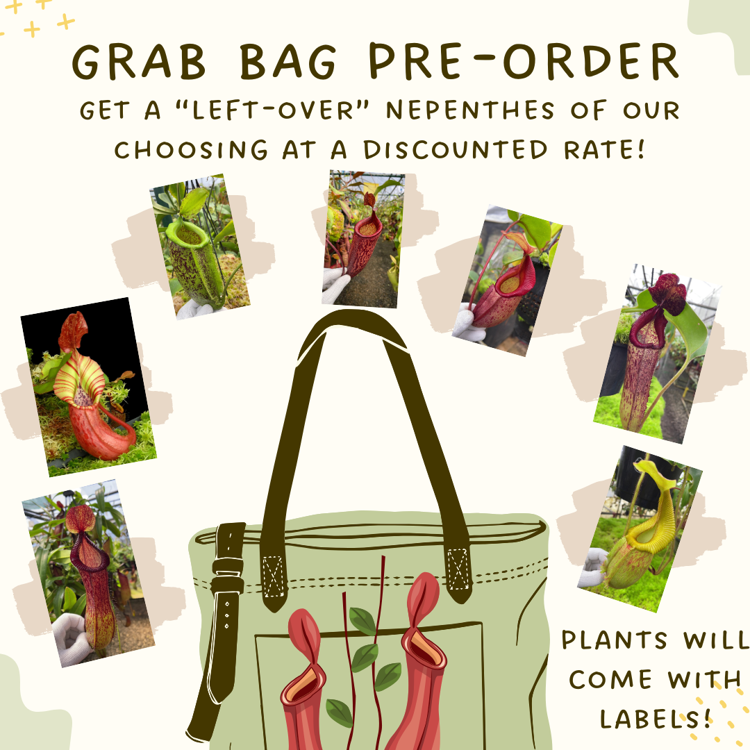 Nepenthes for sale