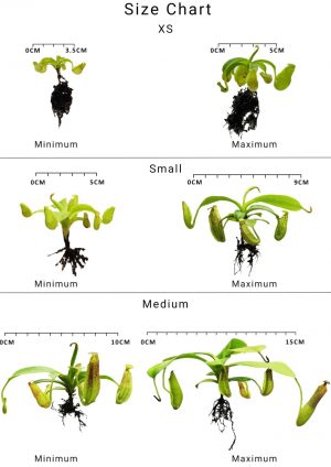 Borneo Exotics size chart