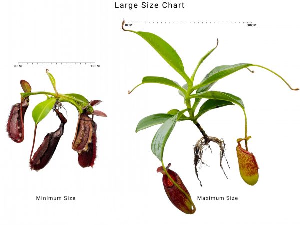 Borneo Exotics size chart