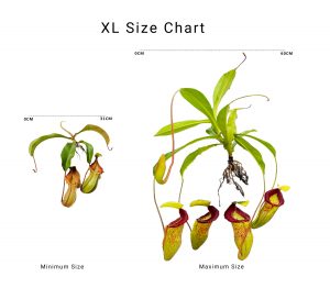 Borneo Exotics size chart