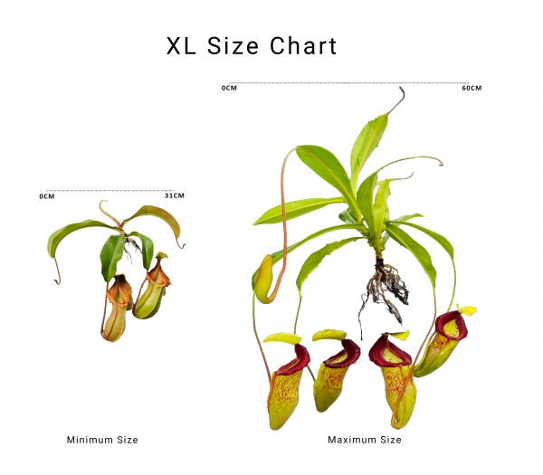 Borneo Exotics size chart