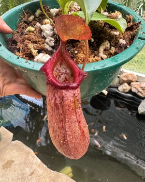 Nepenthes “Queen Malani” (N. ventricosa × robcantleyi), BE-3824