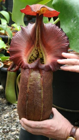Nepenthes robcantleyi BE-3517