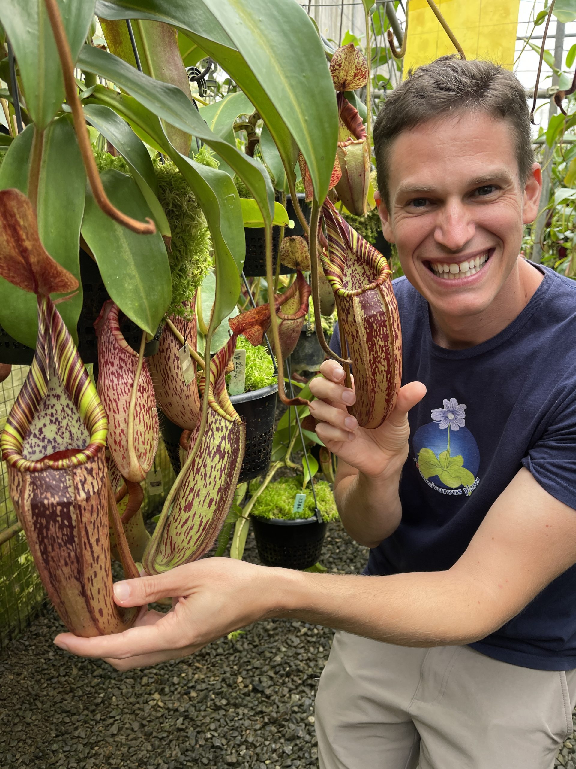 N. spectabilis x veitchii: BE-3664