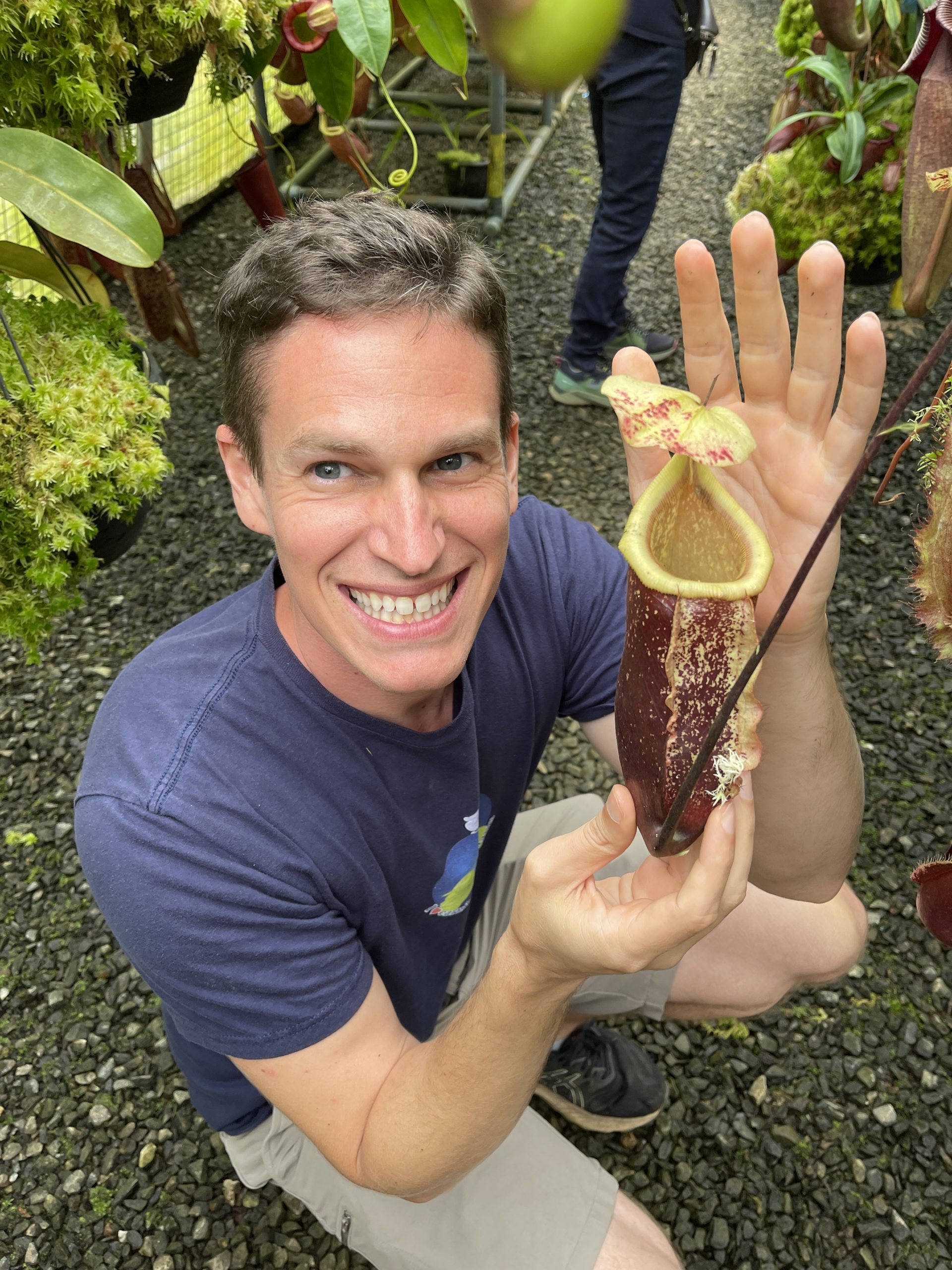 Nepenthes 'Suki' (N rafflesiana x N sibuyanensis) for sale