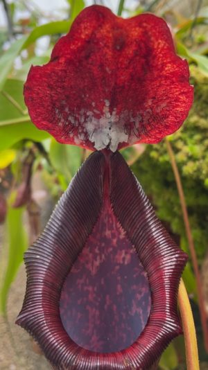 N. boschiana x lowii: BE-4067