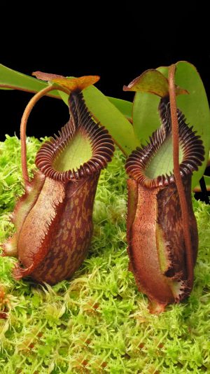 N. villosa x hamata – assorted clones: BE-4099