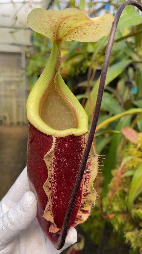 Nepenthes "Suki" (N. rafflesiana x sibuyanensis) BE-3819 - Image 2