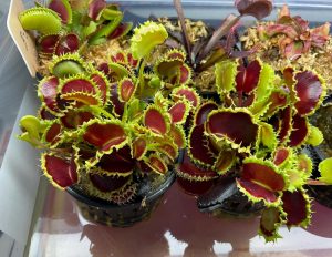 Venus flytrap 'Chinese Dumpling' for sale