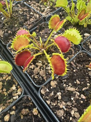 Dionaea muscipula ‘Chinese Dumpling’