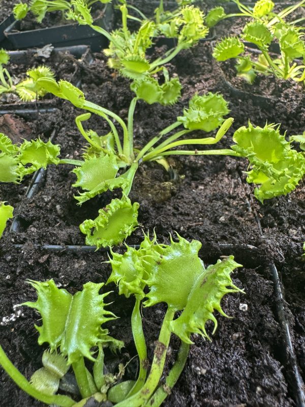 Venus flytrap 'Chinese Dumpling' for sale