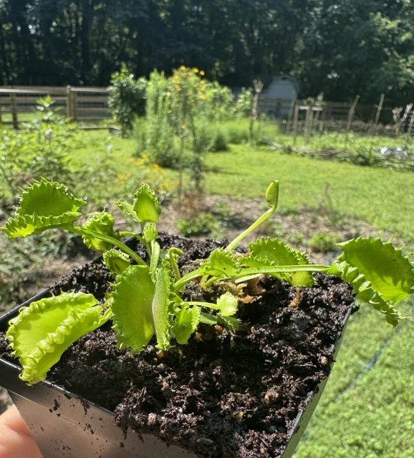 Venus flytrap 'Chinese Dumpling' for sale