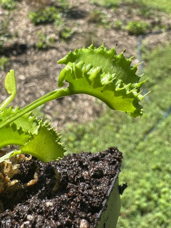 Dionaea muscipula ‘Chinese Dumpling’ PLUG - Image 6