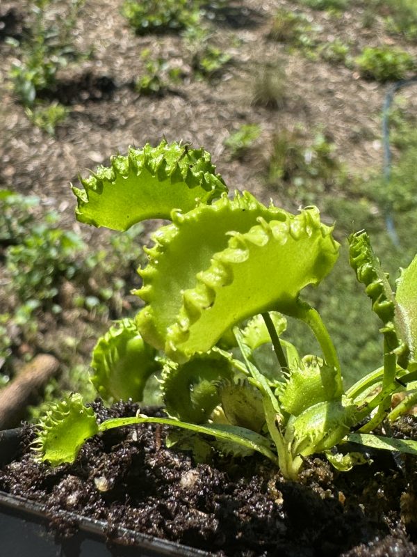 Venus flytrap 'Chinese Dumpling' for sale