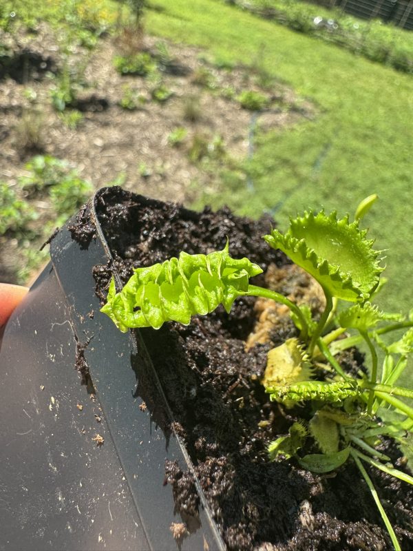 Venus flytrap 'Chinese Dumpling' for sale