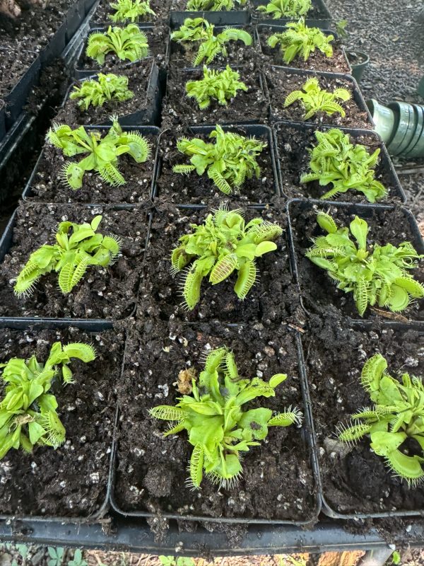 Venus flytrap 'big mouth' for sale