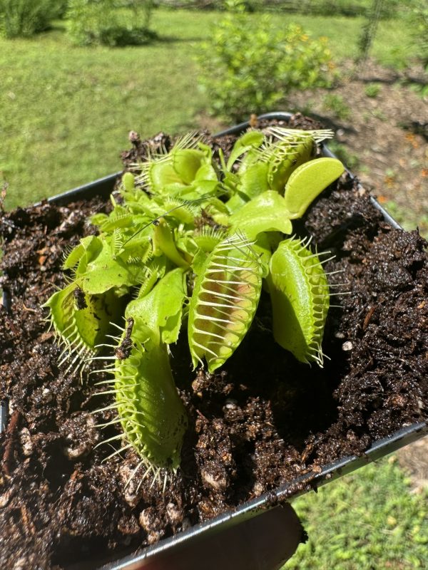 Venus flytrap 'big mouth' for sale