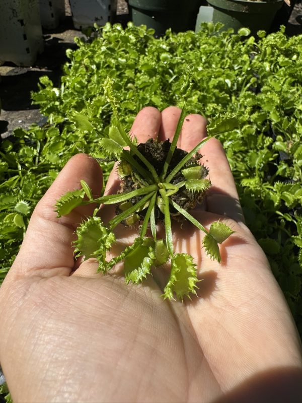 Venus flytrap 'Chinese Dumpling' for sale