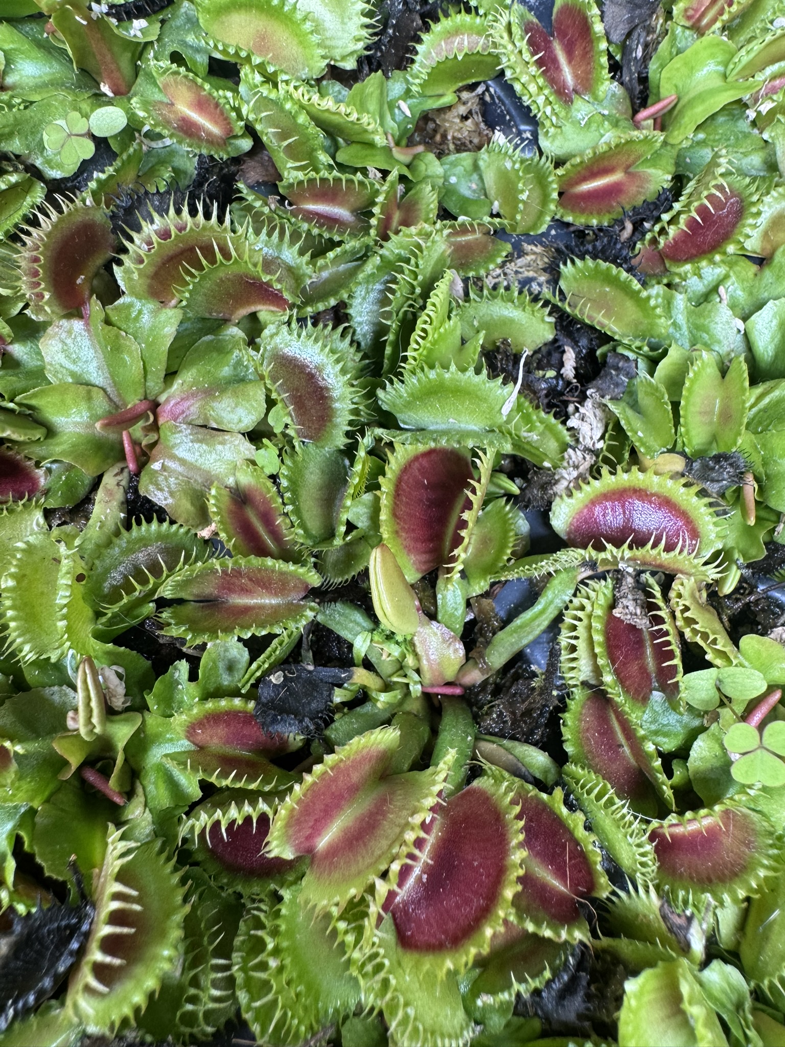 Venus flytrap 'Chinese Dumpling' for sale
