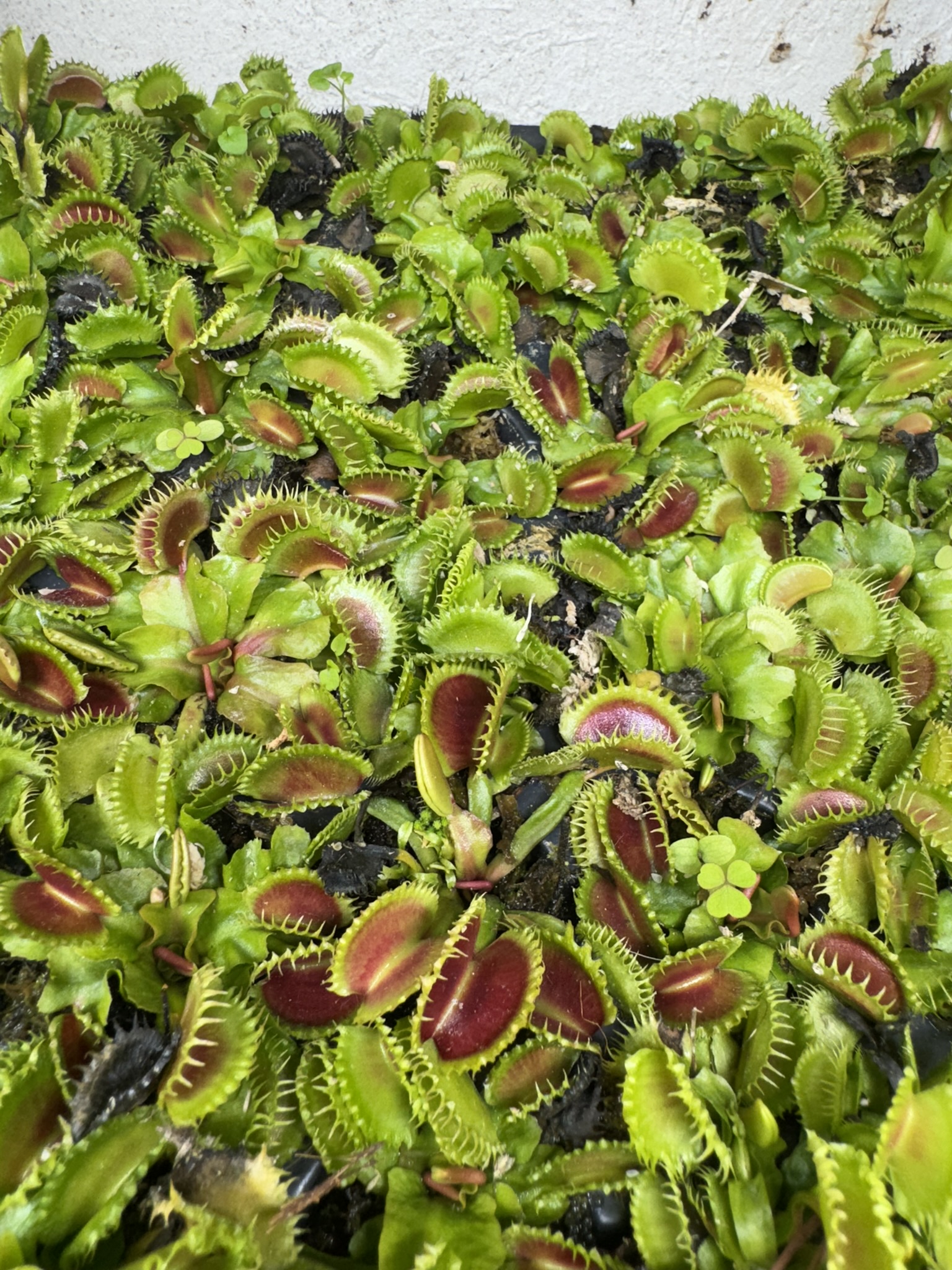 Venus flytrap 'Chinese Dumpling' for sale