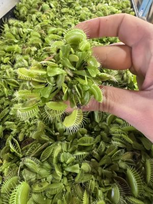 Venus flytrap 'Big Mouth" for sale.