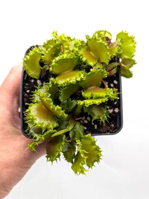 Venus flytrap 'Chinese Dumpling' for sale