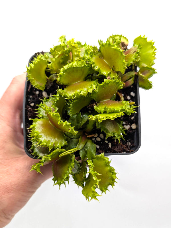 chinese dumpling venus flytrap