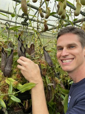 N. hamata – Lumut – best selected clone: BE-3380 for sale