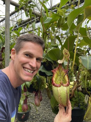 Nepenthes Nepenthes burbidgeae x veitchii: BE-3723 for sale