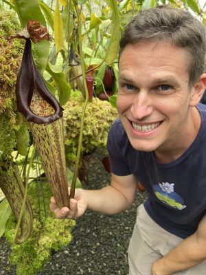 Nepenthes eymae – assorted clones: BE-3736 for sale