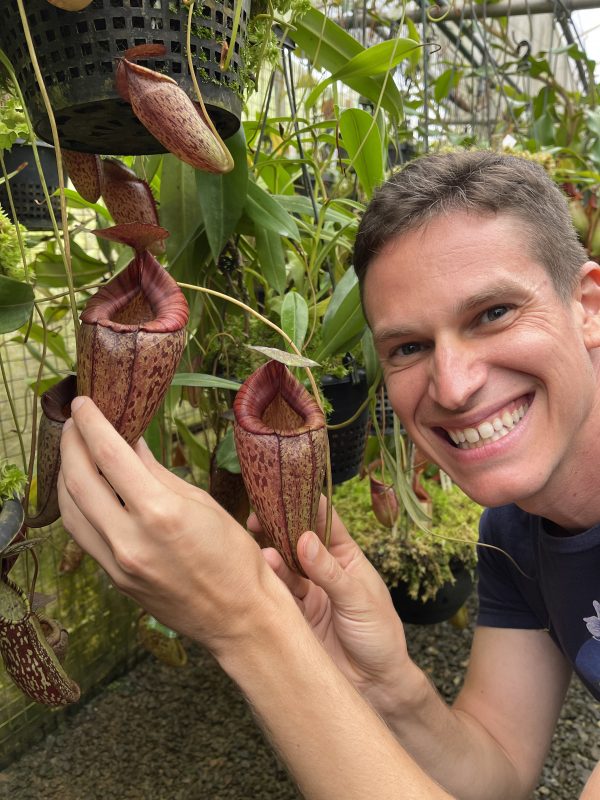 Nepenthes spectabilis x tenuis, BE-3884 LARGE - Kenny Coogan