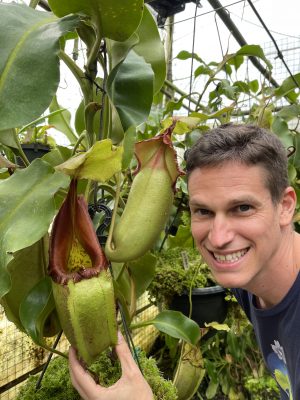 Nepenthes robcantleyi x veitchii: BE-3933 for sale