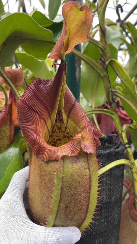 Nepenthes robcantleyi x veitchii: BE-3933 for sale