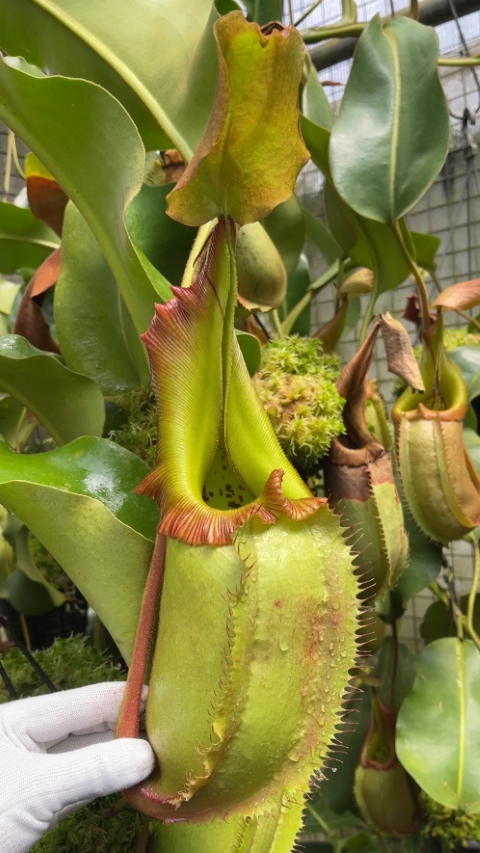 Nepenthes robcantleyi x veitchii: BE-3933 for sale