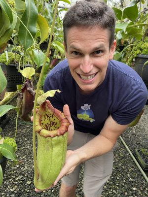 N. burbidgeae x sibuyanensis – assorted clones: BE-3974
