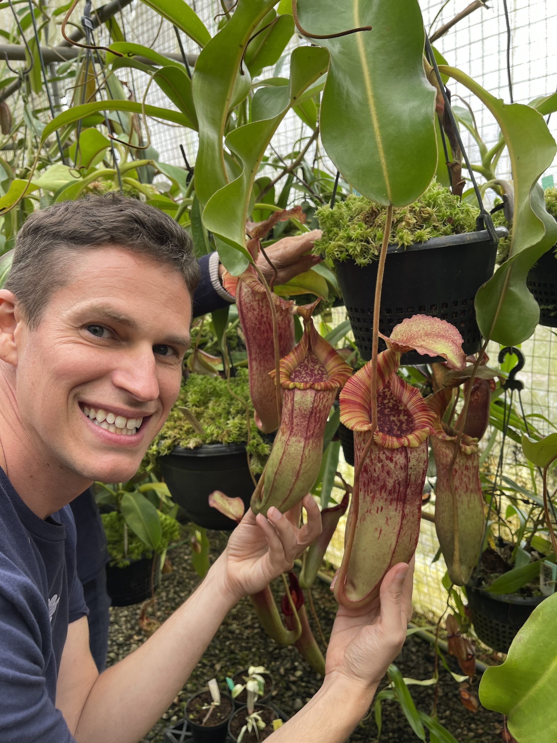 Nepenthes (veitchii x lowii) x (burbidgeae x edwardsiana) BE 3980