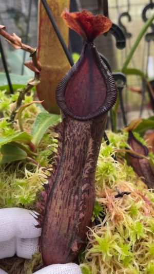 Nepenthes hamata x (lowii x tentaculata) – assorted clones: BE-4526