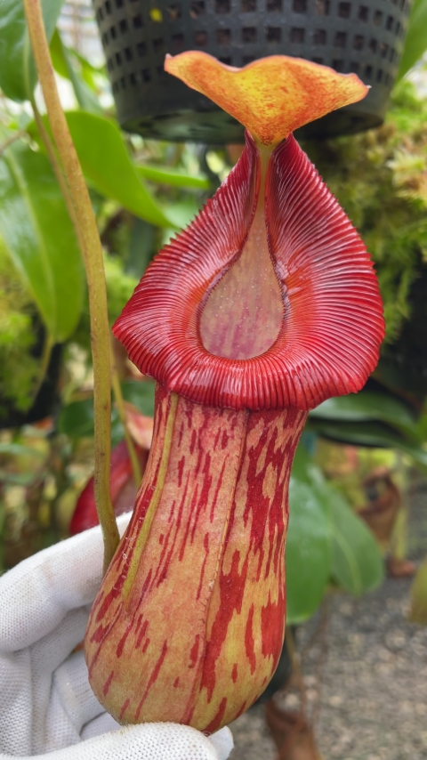 burkei x (burbidgeae x edwardsiana) – assorted clones: BE-4531 for sale