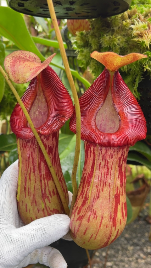 burkei x (burbidgeae x edwardsiana) – assorted clones: BE-4531 for sale