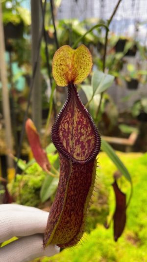 N. (singalana x hamata) x hamata BE-4576